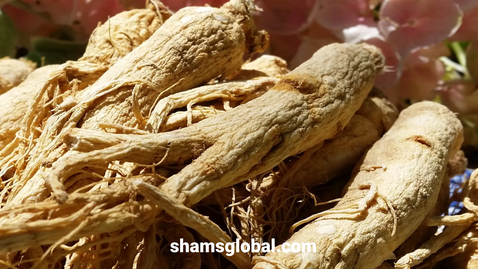 مزایای خرید جینسینگ هندی برای افزایش قد